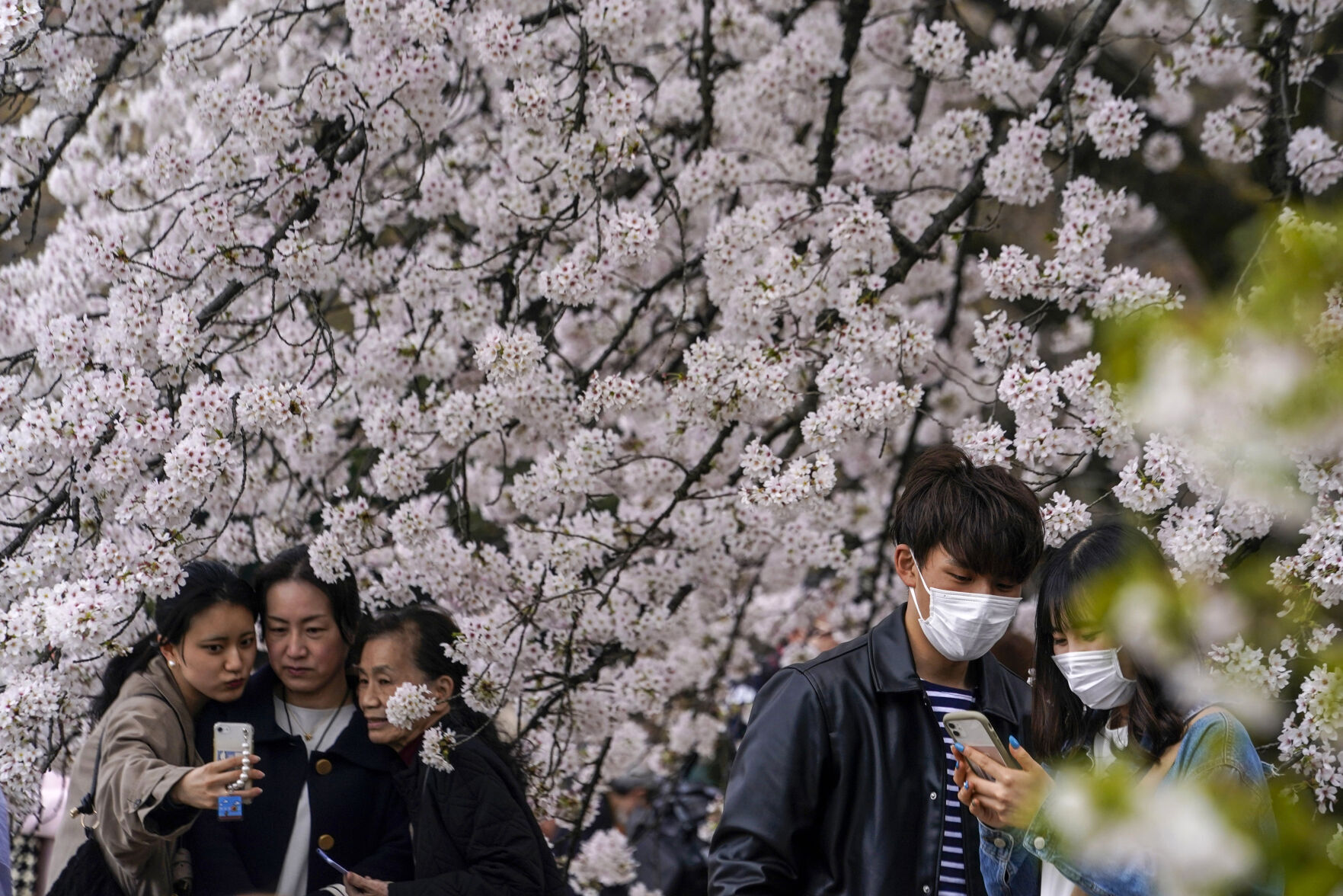 Climate Crisis Is Putting Japan'S Cherry Blossoms First 14 Japan Cherry Blossom Photo Gallery